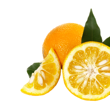 Bitterorangen-Extrakt