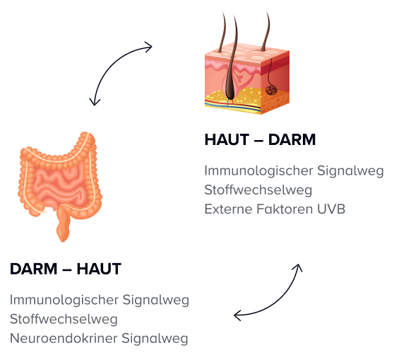 <p><strong>Die Darm-Haut-Achse</strong> <em>erklärt</em></p>