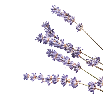 Lavendelblüten Extrakt 