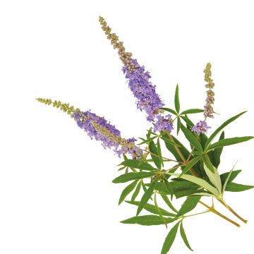 Mönchspfeffer Extrakt