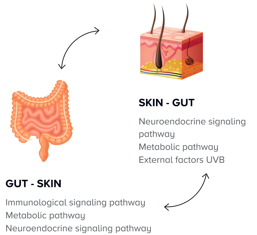 <b>The gut-skin axis explained